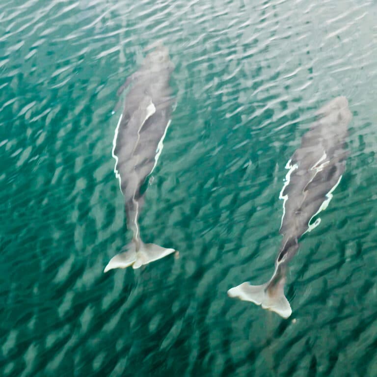 Dall’s Porpoises