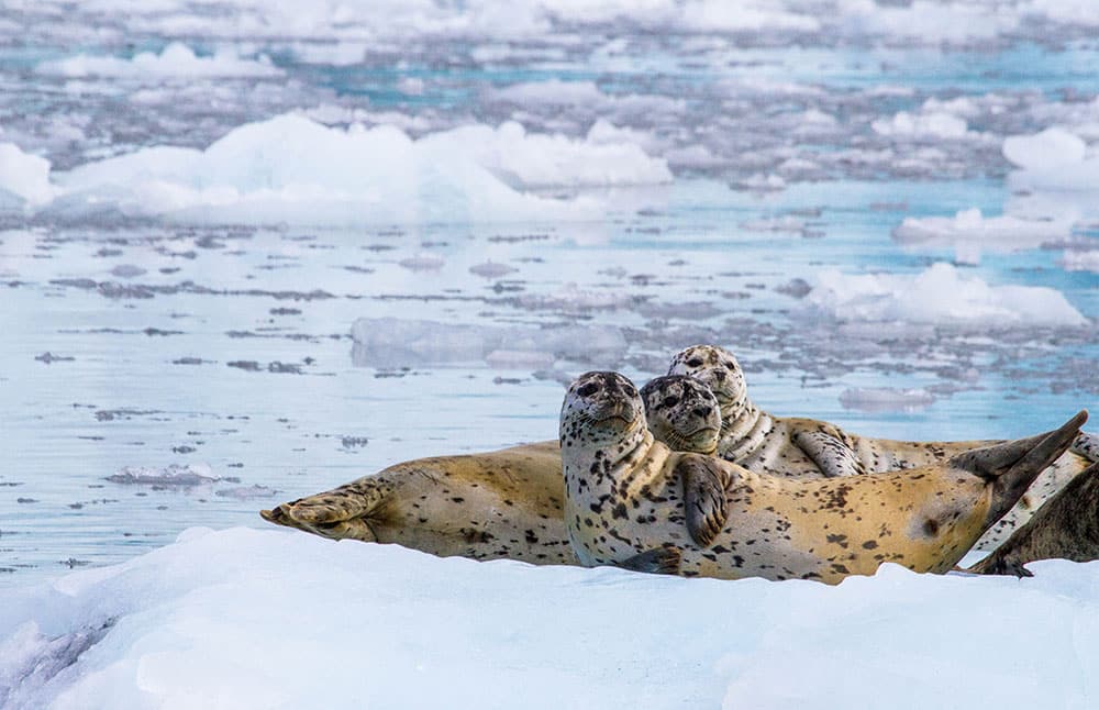 Harbor Seals laying on ice