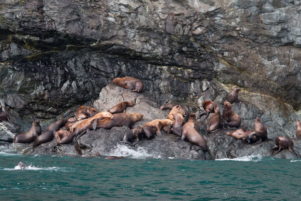 Sea lions laying on the rocks
