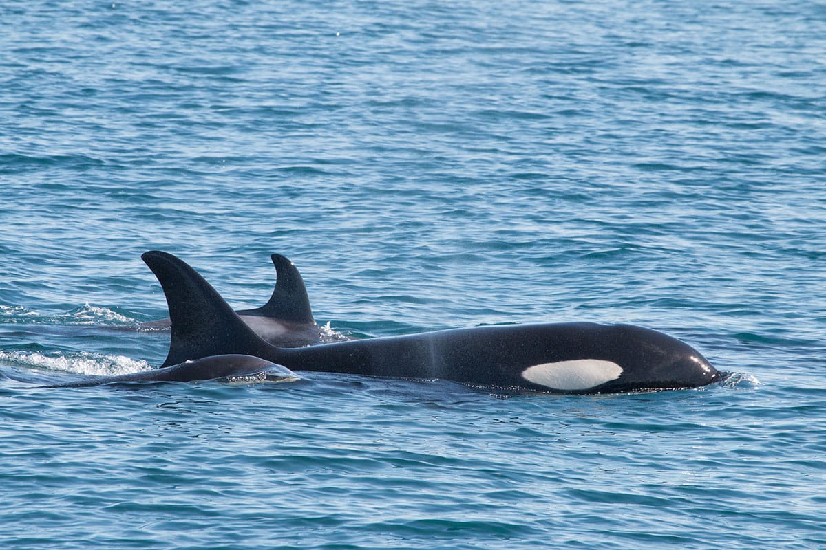 Two Orcas breaching the water