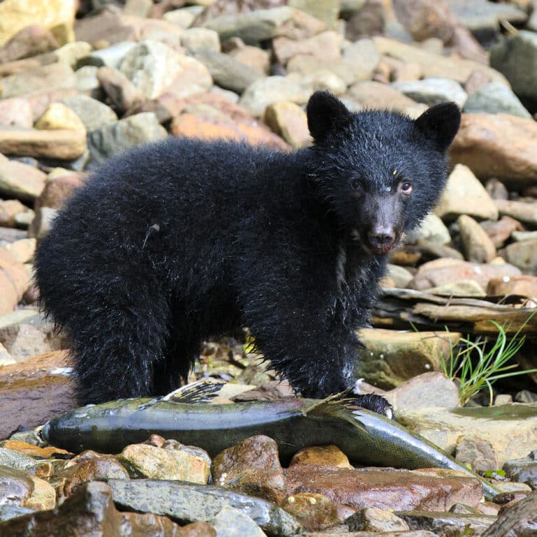 Black Bear