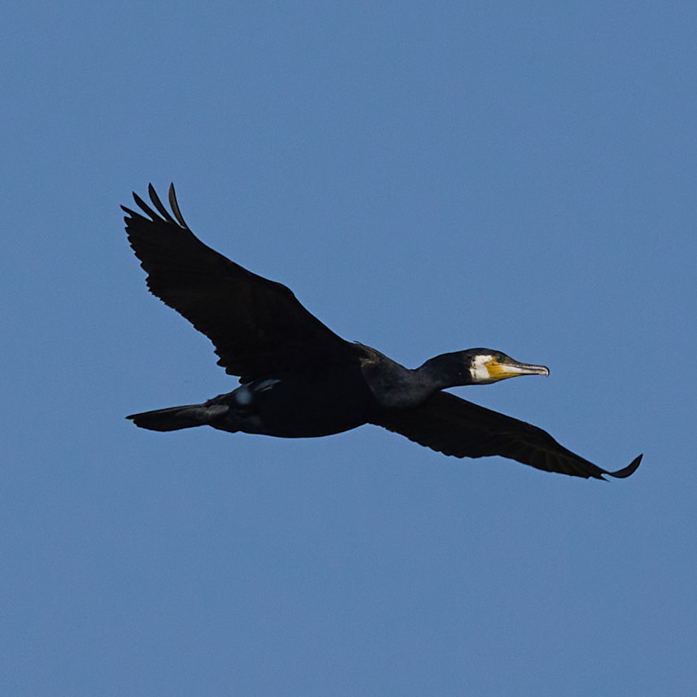 Cormorant