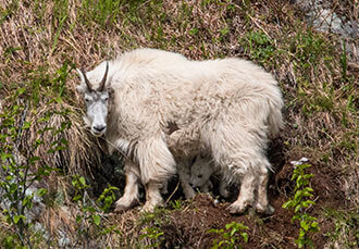 Mountain Goat with Baby