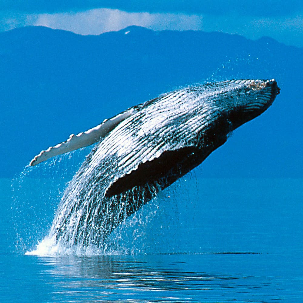 Humpback Whales