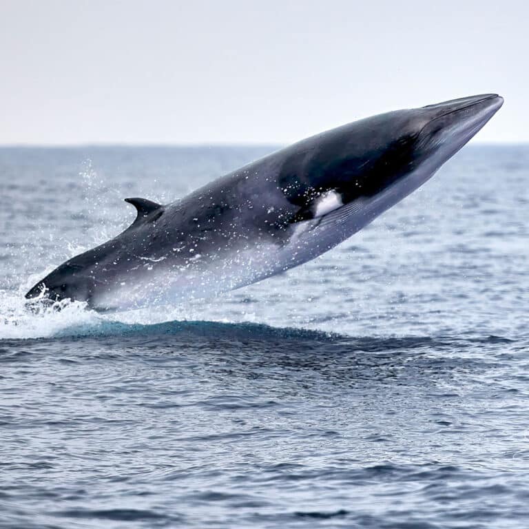 Minke Whale