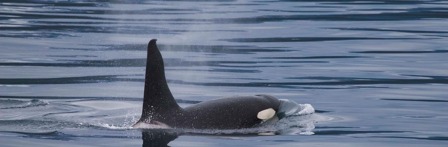 Orca in Prince William Sound