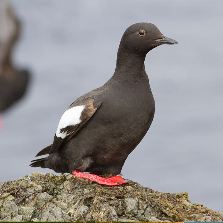 Pigeon Guillemot