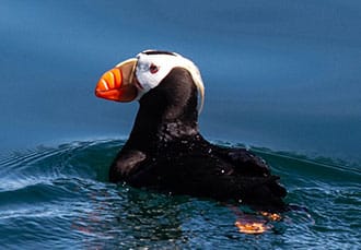 Tufted puffin.