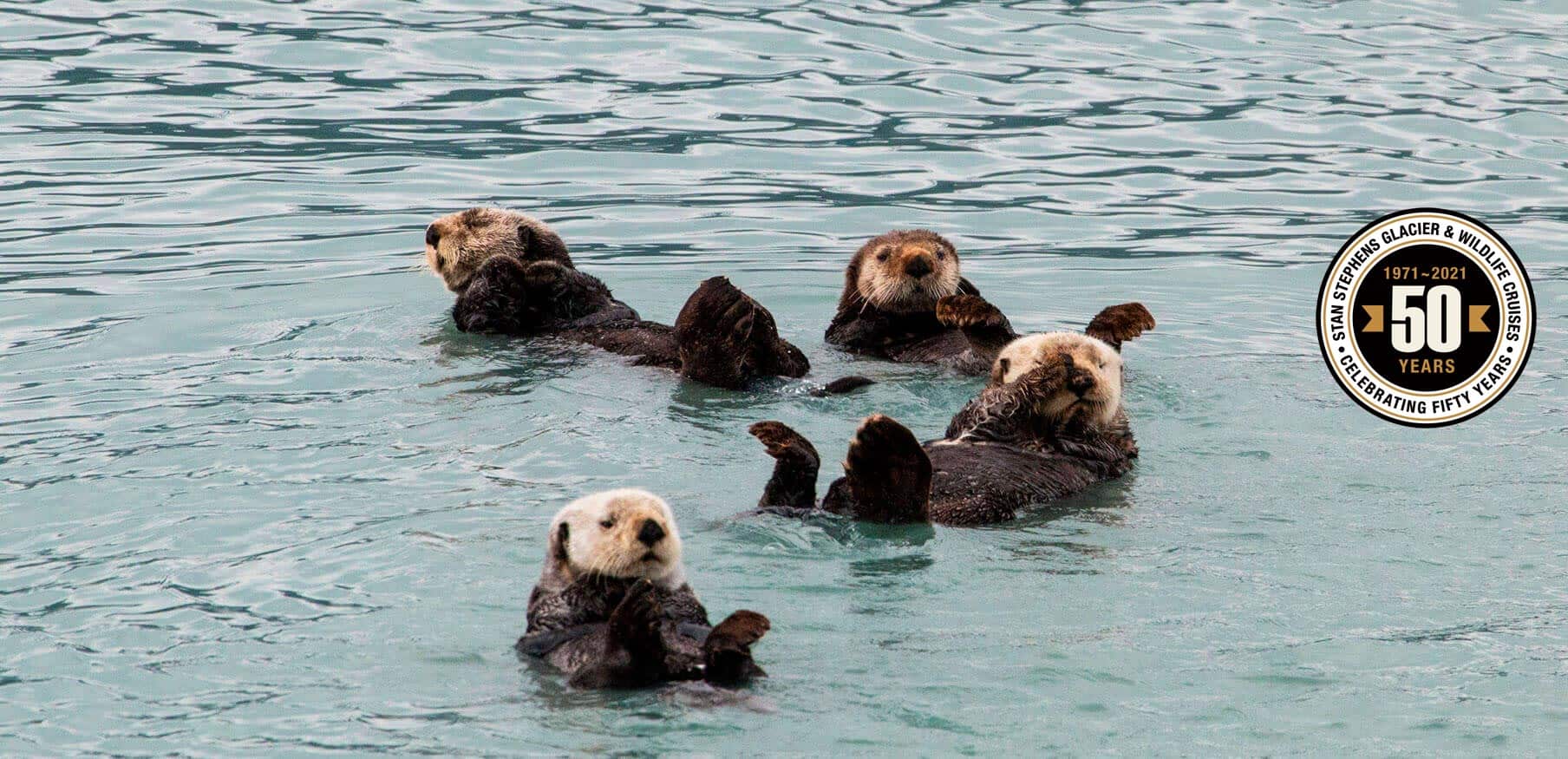 Sea Otters swimming and 50th Anniversary Seal