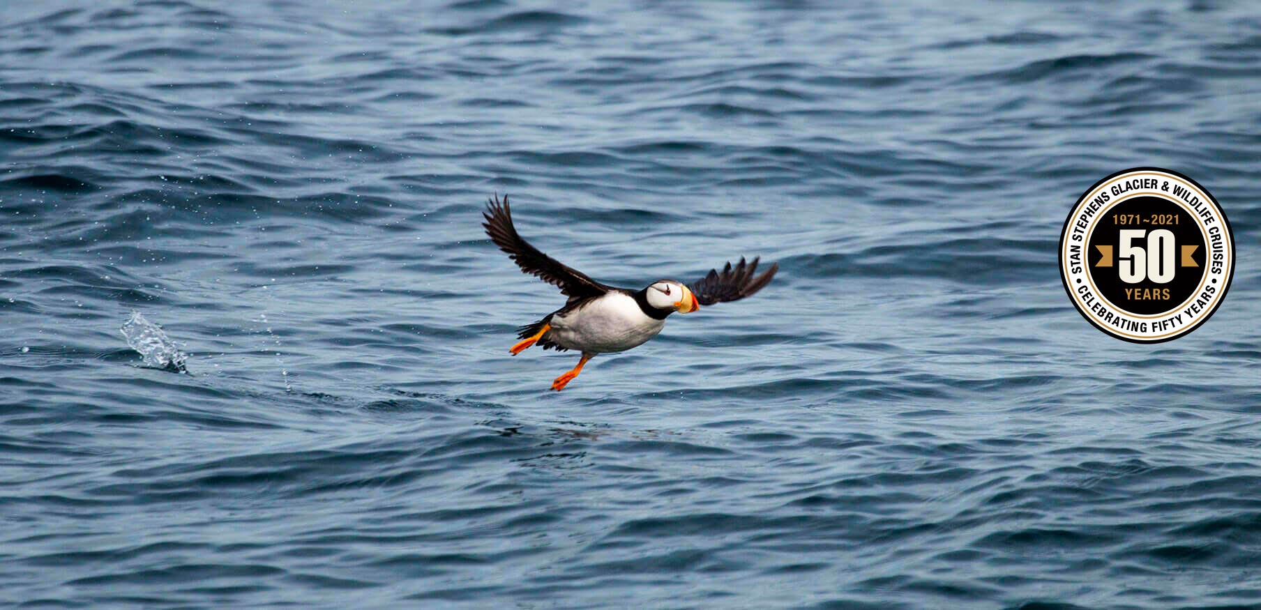 Puffin flying over the ocean and 50th Anniversary Seal