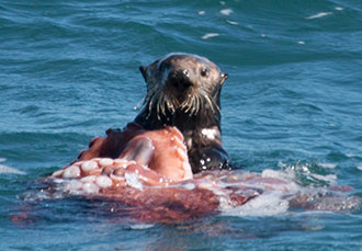 Sea Otter eating an octopus.