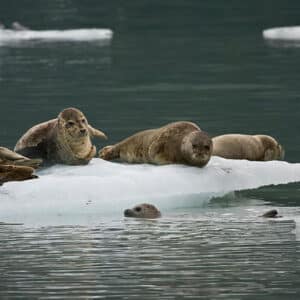 Harbor Seals