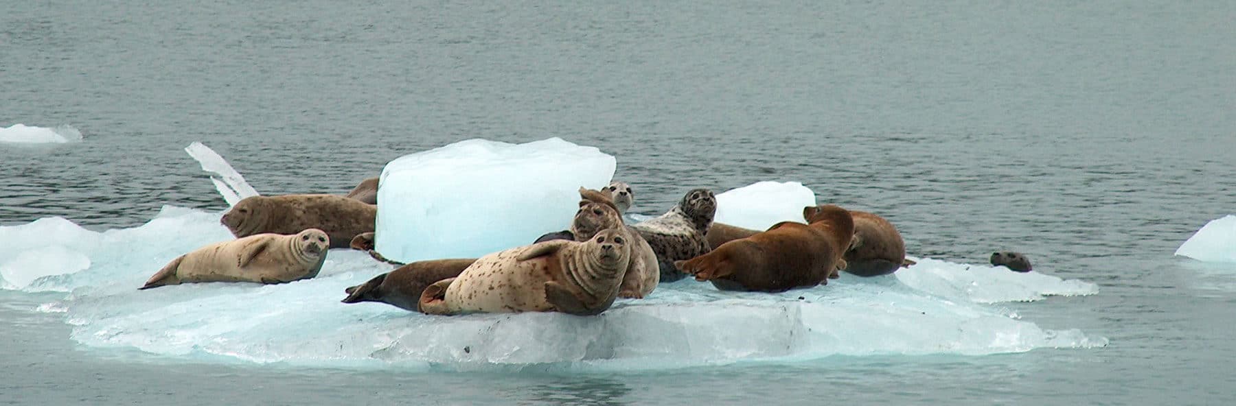 Seals hauled out on an iceberg.
