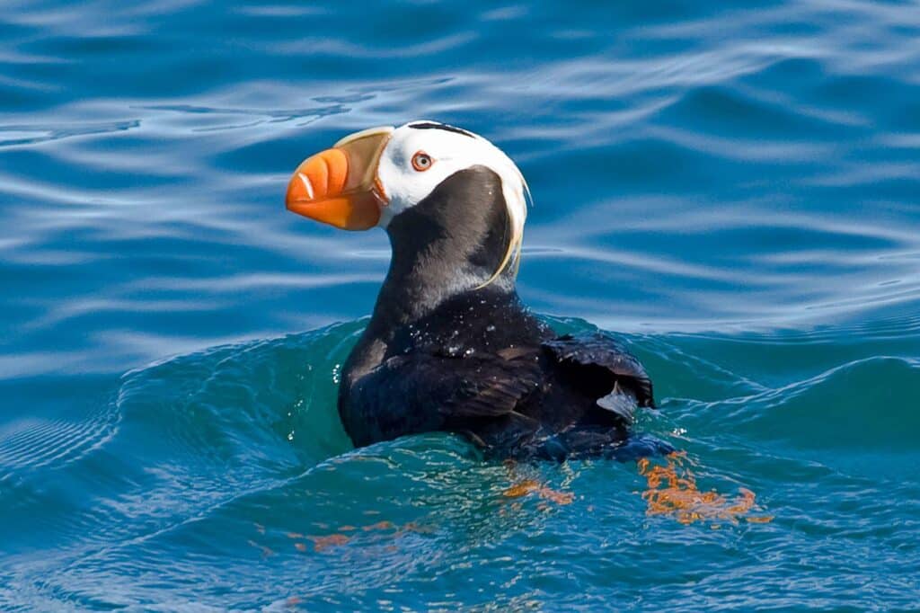 Puffin in the water