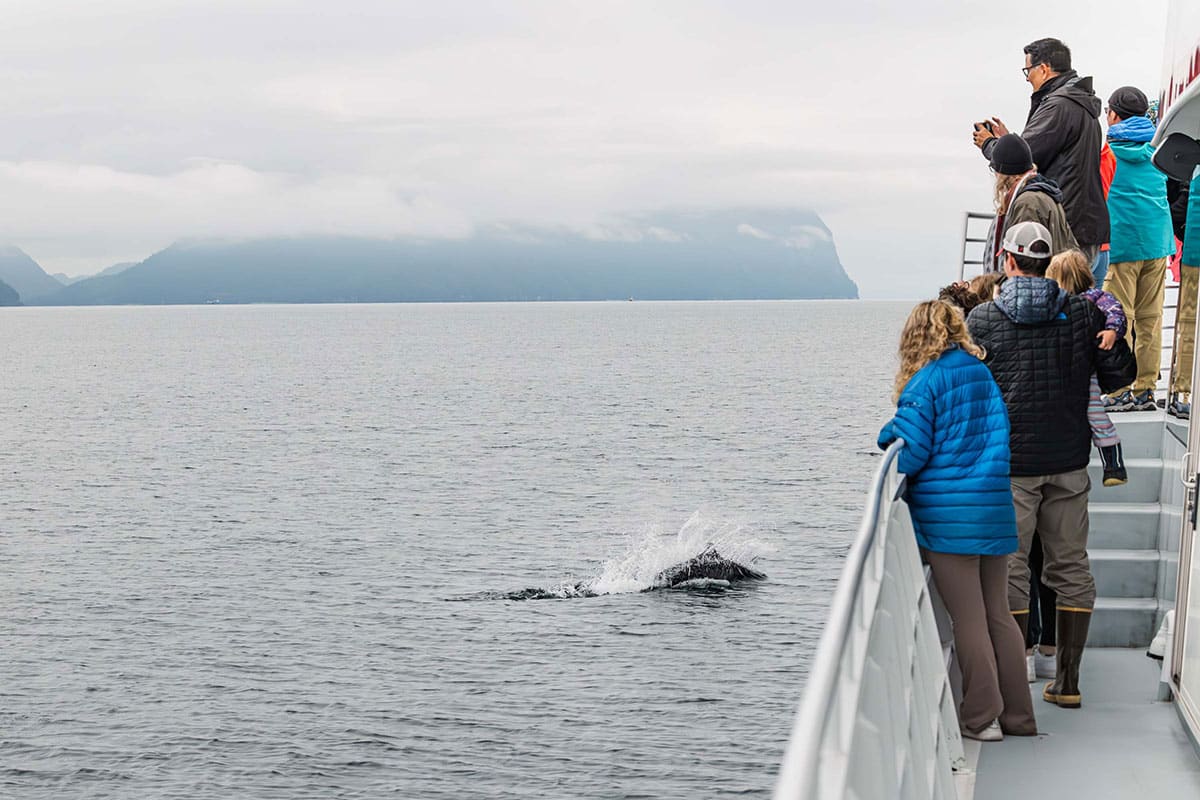 People taking photos of an orca from the boat